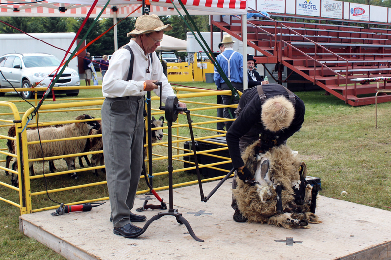 Sheep shearing at Stormont County Fair